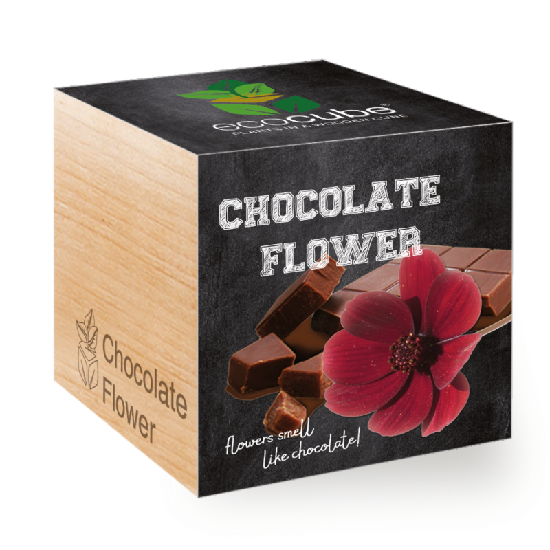 Chocolade bloem - Ecocube planten in houtblokken