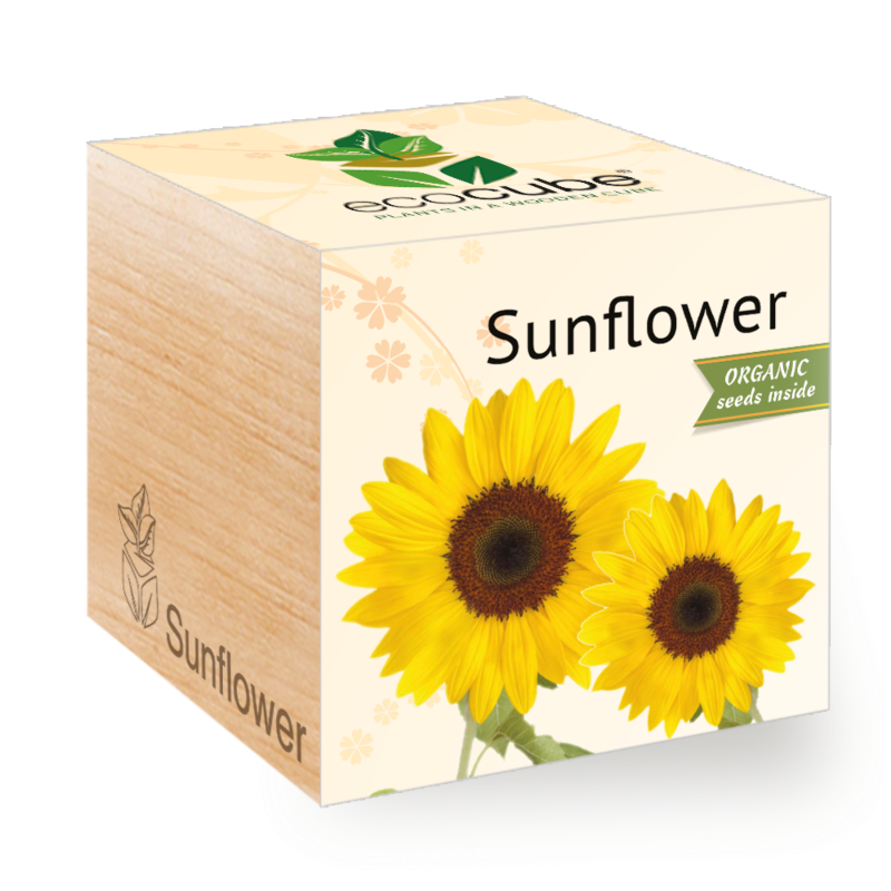 Zonnebloem - Ecocube planten in houten blokken