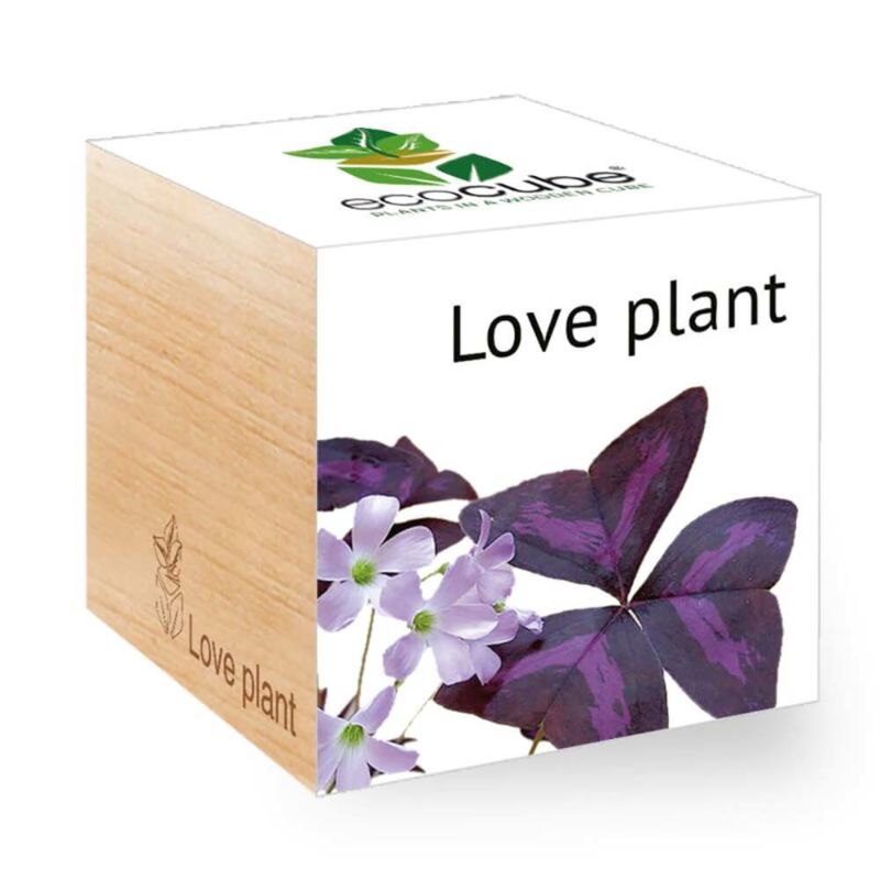 Geluksklaver - Ecocube planten in houten blokken