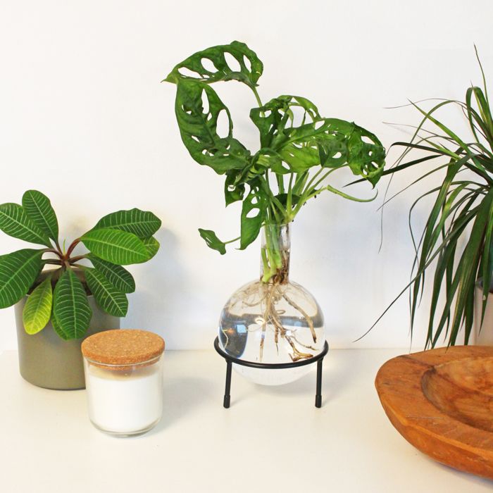 Hydrocultuur Glazen Vaas Flora main product photo